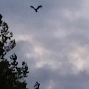 Beautiful Huge Bird Came Outta Nowhere! WalkinAndTalkinAcrossAmerica!