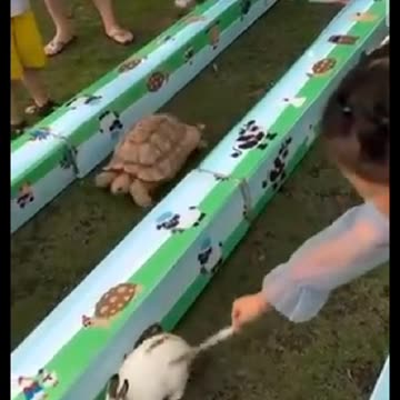 Turtle 🐢 and rabbit 🐇🐇🐇🐇 live story