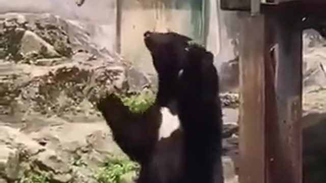 Kung-fu Panda Training