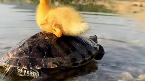UNLIKELY FRIENDS! 🐶🦆 Golden Sun's Adorable Debut: Dog Doesn't Want to Let Go of Little Duck! 🐥