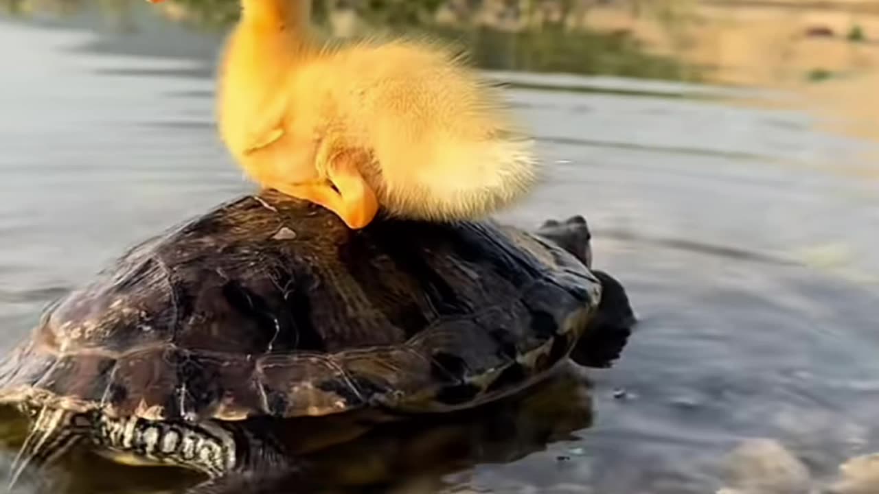 UNLIKELY FRIENDS! 🐶🦆 Golden Sun's Adorable Debut: Dog Doesn't Want to Let Go of Little Duck! 🐥