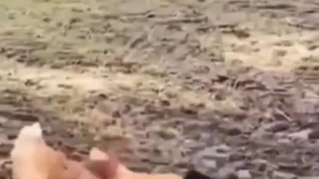 Cat VS Chickens Fighting Try to not laught | funny cat Shorts videos 2021