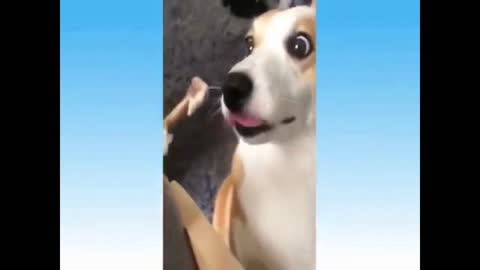The world is of the smart - Funny dogs