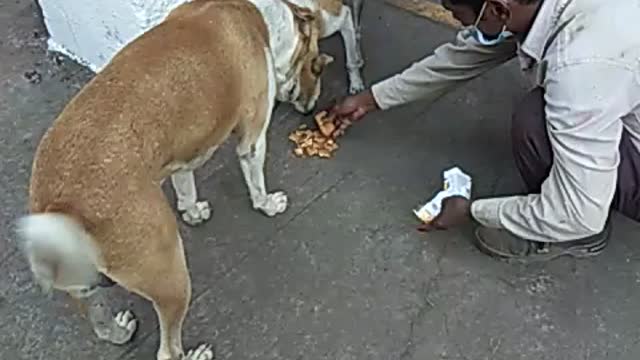 Dog food cocking