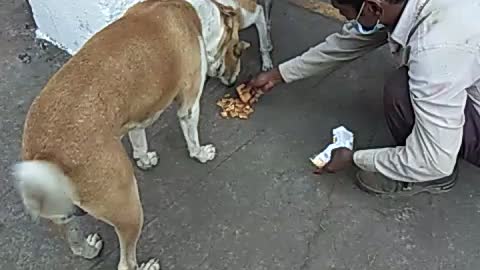 Dog food cocking
