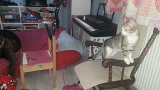 When the cat "still" wants to play. Part 2