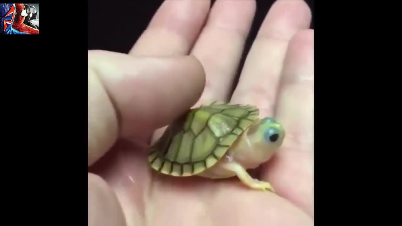 Cute Baby Turtle🐢