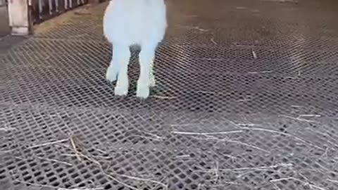 Animals funny video #viralvideo #foryou #foryou