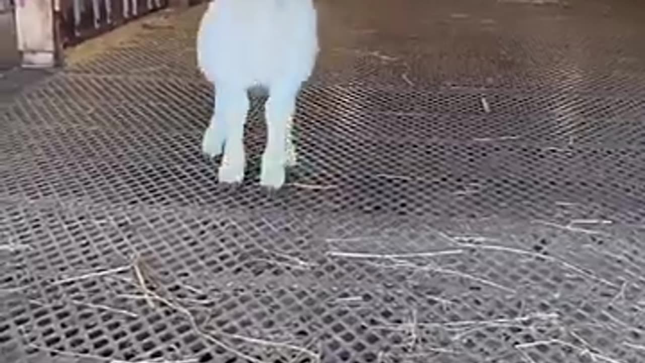 Animals funny video #viralvideo #foryou #foryou