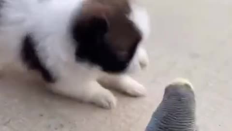 Funny pets enjoying