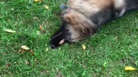 German Shepherd Have Fun