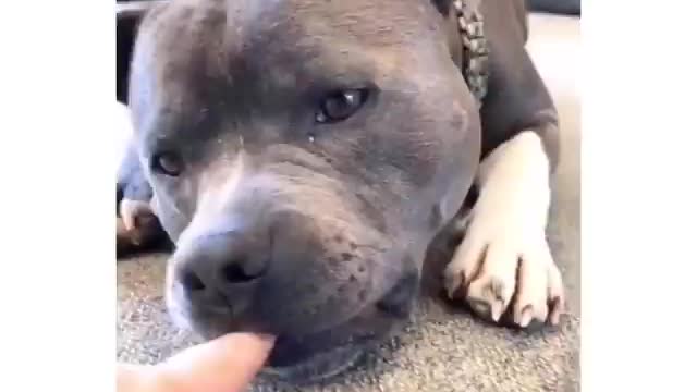 When you try to irritate a pitbull
