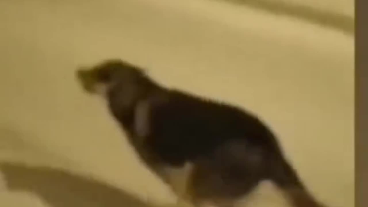 Funny video