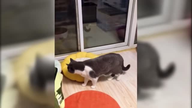 Cats Having a Moment (Lion King)