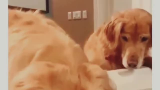 Funny dogs Reaction 😂 #shorts #viral #funny #cute #dog #funnydogs #foryou #fyp #hellochaz