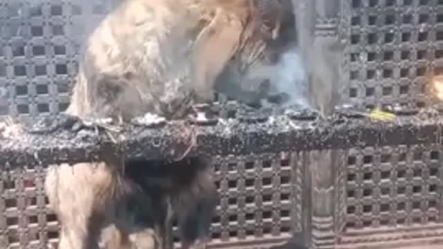 Goat in Nepal inhaling and exhaling smoke