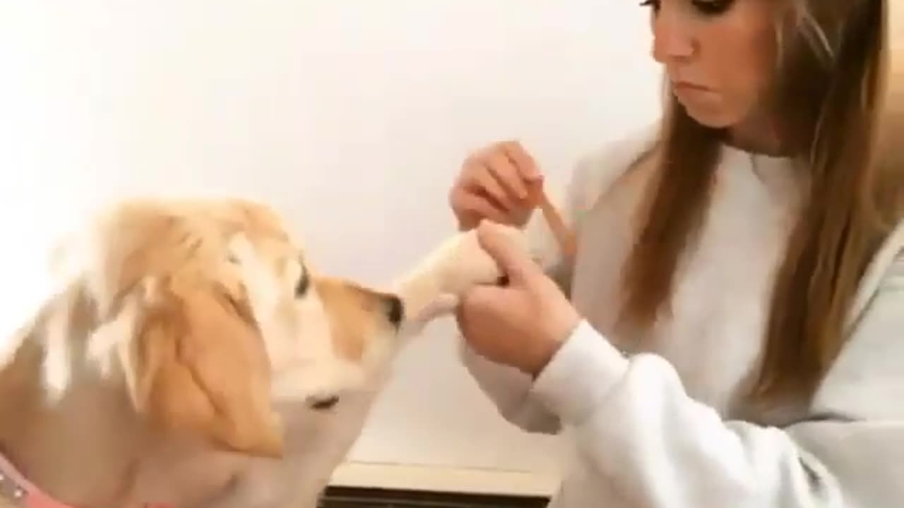 dog nail cutting fun with dog