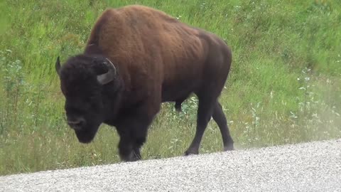 Giant buffalo