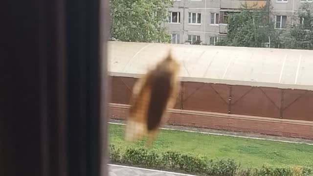 An unknown insect flew to us