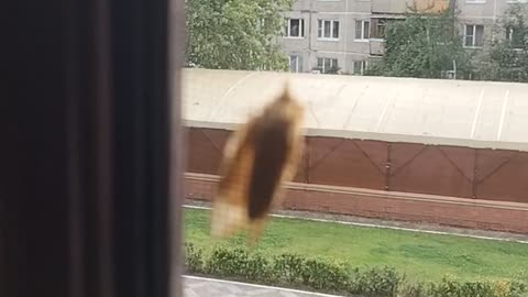 An unknown insect flew to us