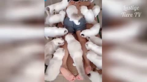 video to relax.and give a lot of laughs