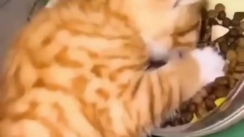 Funny animals 2023😆 - Funniest Cats and Dogs Video🐕🐈254 #shorts