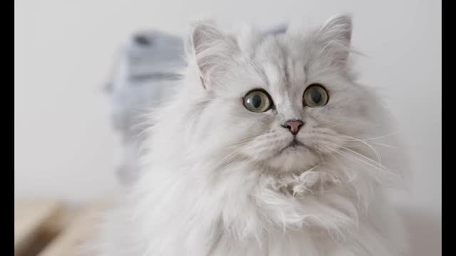 Percian cat | kittens | kitty | white percian cat | doll face percian cat |