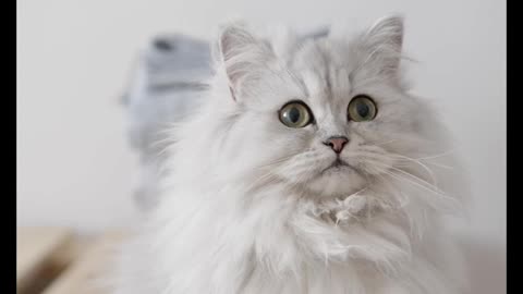 Percian cat | kittens | kitty | white percian cat | doll face percian cat |