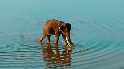 HAVE YOU EVER SEEN ELEPHANTS SWIM