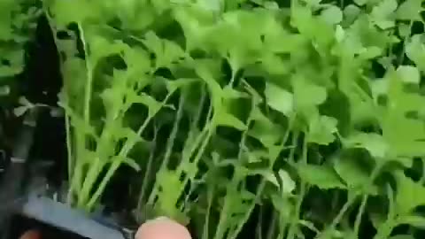 Farming