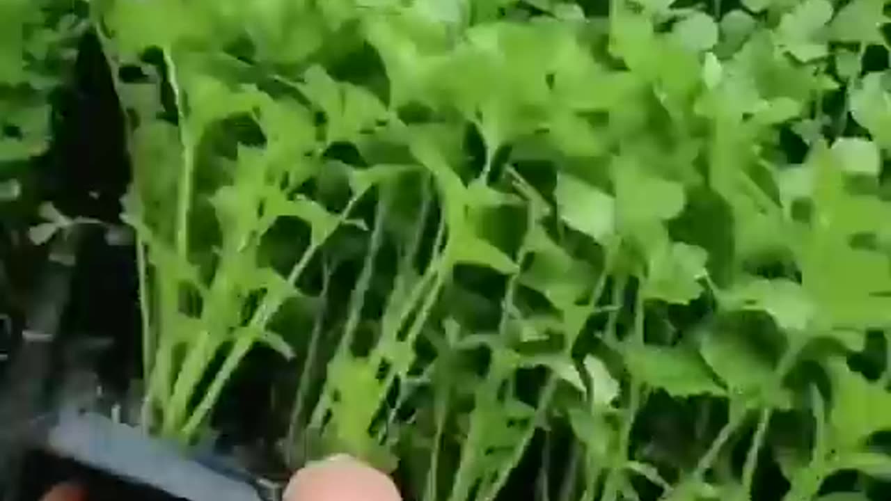 Farming