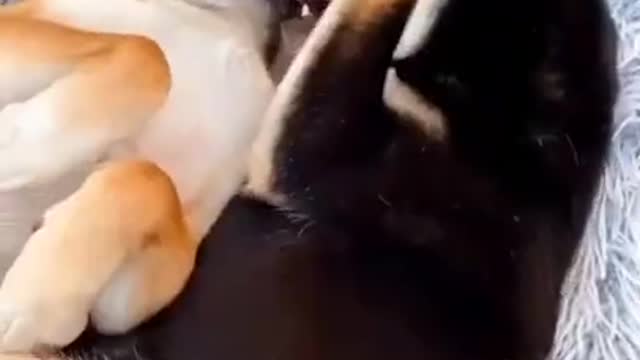 cute dog 🐕🐩 funny moment 🤣😭😍#viral