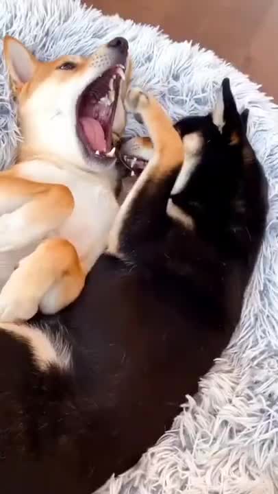 cute dog 🐕🐩 funny moment 🤣😭😍#viral