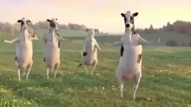 Funny Cows