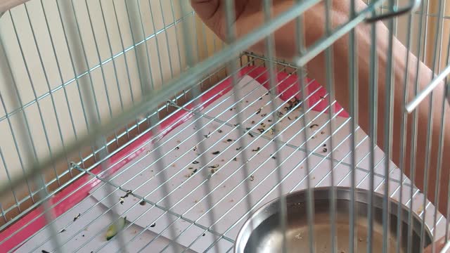 little cute budgies eating from hands for 1st time
