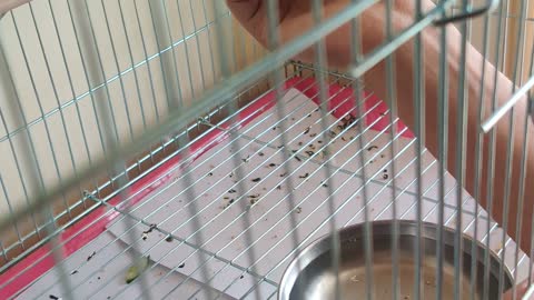 little cute budgies eating from hands for 1st time