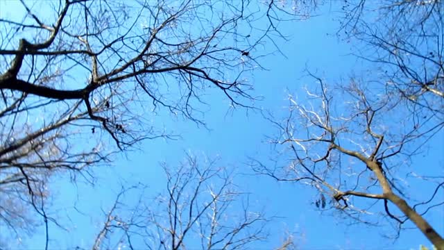 Spinning in the Woods