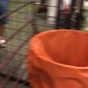 Baby Zebra at a petting zoo!