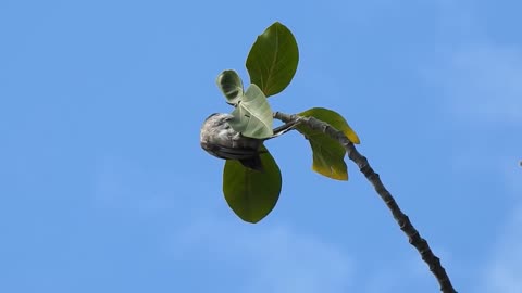 BEAUTIFUL BIRD ON THE TREE TOP FYING AND EATING