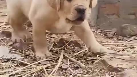 Cute and funny dog videos