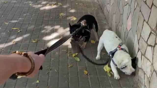 very cute dog playing with people 🤠