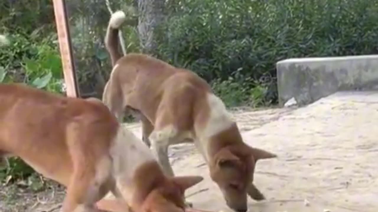 Funny Dog and Mirror