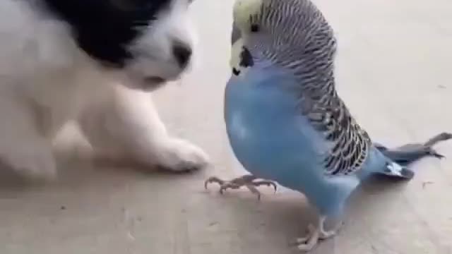 Puppy and Parrot Besties playing!! *Cute*