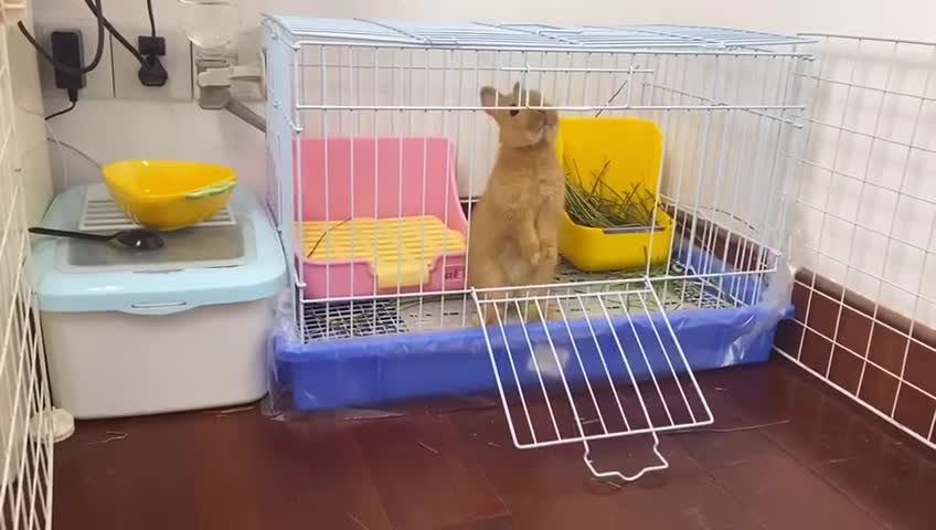 Watch This Rabbit Escape Prison