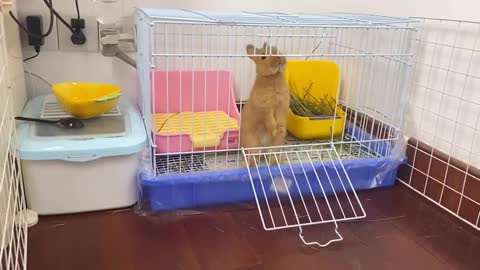 Watch This Rabbit Escape Prison