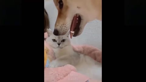Cute And funny animal video must watch!