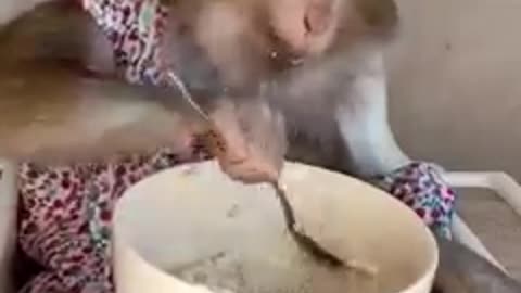 Monkey having food with spoon