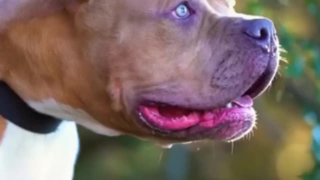Dog videos Indian and USA