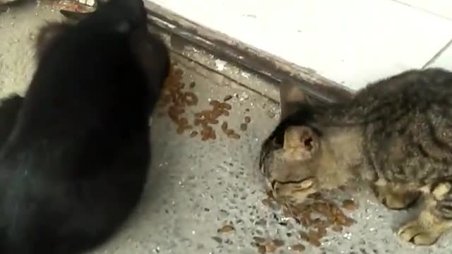 Feeding Street Cat : Stray Cat in front of Alfamart mini market