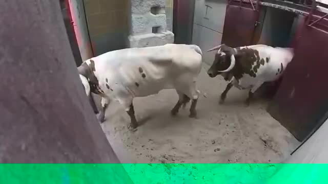 very Dangerous Bulls Fight video: amazing animal fights